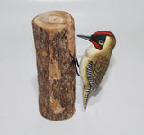Bird Woodpecker