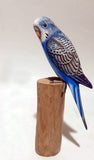 Bird Blue Parakeet