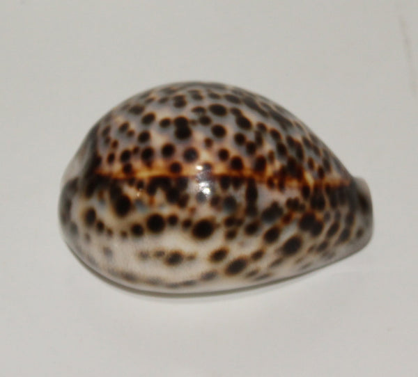 Tiger Cowrie seashell