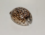 Tiger Cowrie seashell