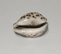 Tiger Cowrie seashell