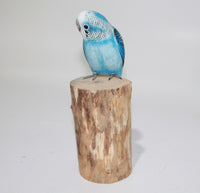 Bird Blue Parakeet