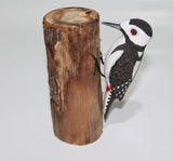 Bird Woodpecker Black