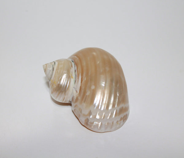 Talembu Shell