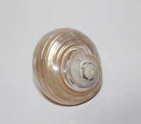 Talembu Shell