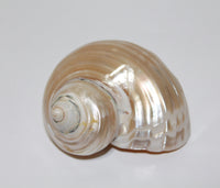 Talembu Shell