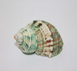 Talembu Shell