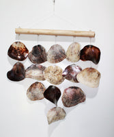 Hanging Shell Natural Line (Polished)