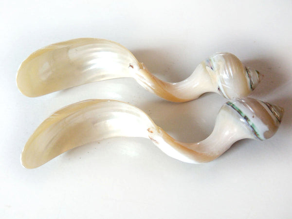 Shell spoon