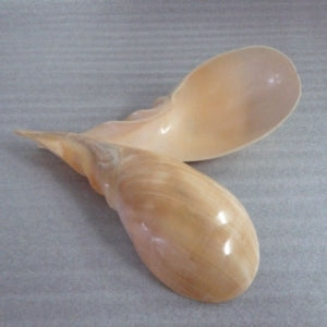 Spoon Shell