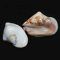 Farm Raised Fink Conch (Strombus Latissimus)