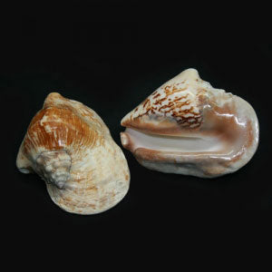 Milk Conch (Trombus Lentiginosus)