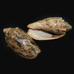 Oliva Reticulata