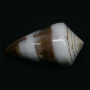 Conus Terebra