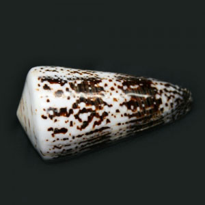 Conus Regularis