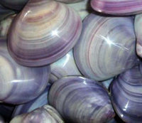 Purple Sea Shell