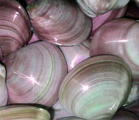 Pink sea shell