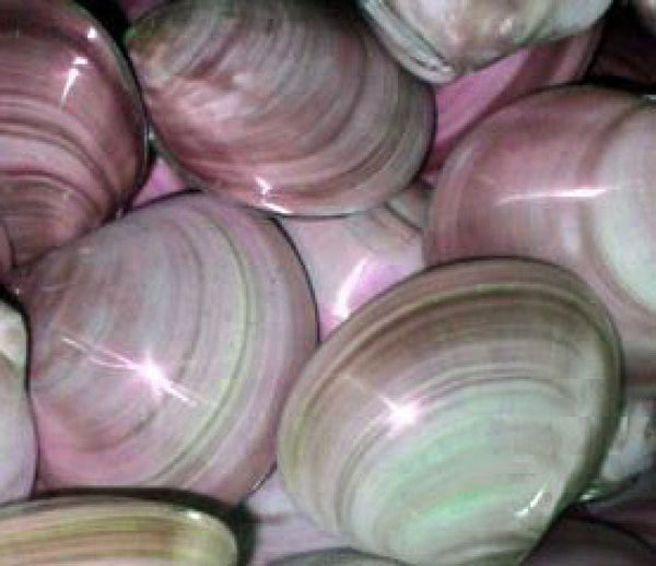 Pink sea shell