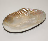 Soap holder in Shells