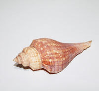 Sea Shell (pack of 20)