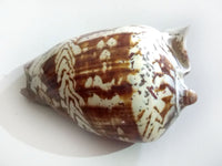 Noble volute shell