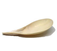 Spoon Shell