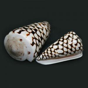 Marble cone (Conus Marmoreus)
