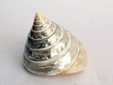 Top Shell In 2 Size Option